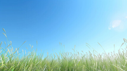 Fototapeta premium field of tall grass with a clear blue sky above it
