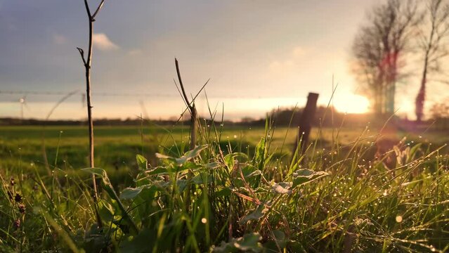 Sunrise over a tranquil countryside field with dewy grass, trees, and a rustic fence in the morning light.
