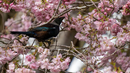 New Zealand tui bird feeding on cherry blossom in Queens Park, Invercargill. Tui drink nectar and are attracted to flowering cherry trees. Landscape with copy space on right.