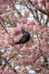 New Zealand tui bird feeding on cherry blossom in Queens Park, Invercargill. Tui drink nectar and are attracted to flowering cherry trees. Portrait orientation.
