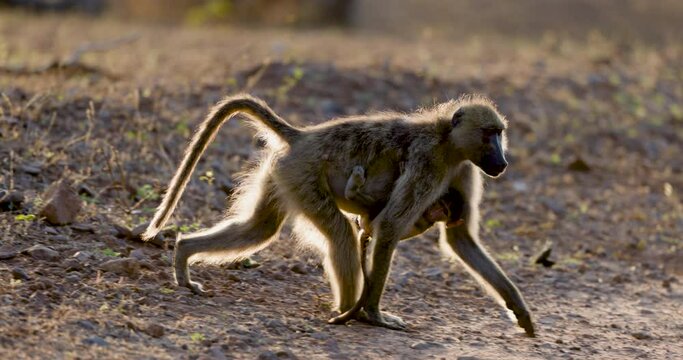 Female baboon walking with young baby hanging onto her tummy