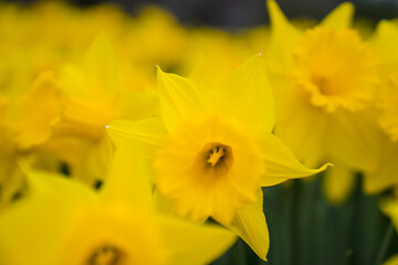 Closeup of a field of yellow daffodils and green stems