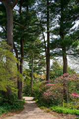 Gravel walking path in the woods with tall trees and flowers