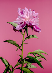 Blooming pink peony on a pink background