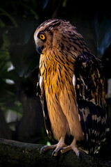 Buffy Fish-owl (Ketupa ketupu) on branch