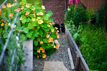 Colorful garden with nasturtiums and snapdragons in raised beds.