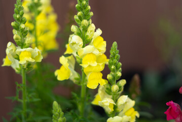 Bright yellow snapdragons blooming in a garden.