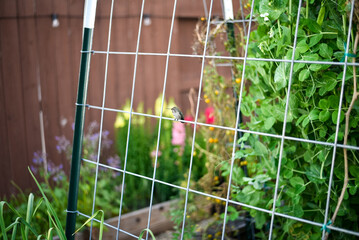 Hummingbird perched on a garden trellis in the backyard garden!