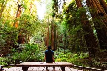 Visitor admiring tall redwood trees in a serene forest park.