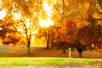 Naklejka premium Golden autumn leaves in a park at sunset, vibrant and serene.