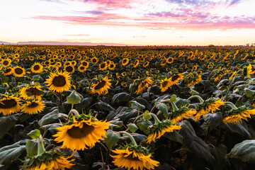 Obraz premium Sunflower field at sunset in Woodland, California with a colorful sky.