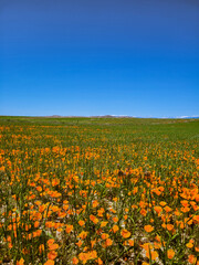 Endless Fields of Orange: Antelope Valley Poppy Reserve in Full Bloom