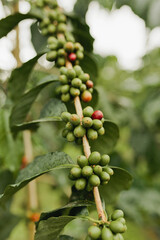 Tropical Kona Hawaii coffee beans and fruit on plant in orchard