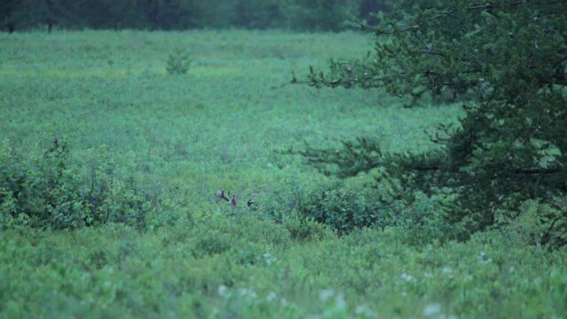 whitetail deer buck laying in a field, tips of antlers showing