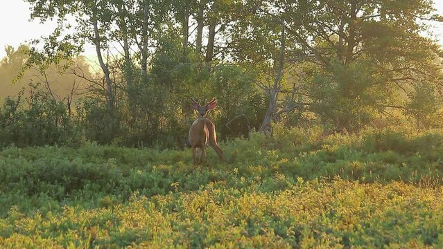 golden backlit whitetail buck in velvet