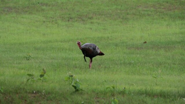 Turkey in a field takes of and flies to roost in a tree