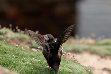 Puffin about to fly Noss Shetland Islands