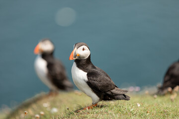 Puffin by the ocean Noss Shetland Islands