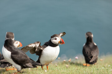 Puffin about to fly by ocean Noss Shetland Islands