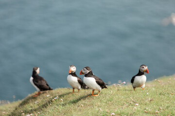 Puffins on cliff by the ocean Noss Shetland Islands