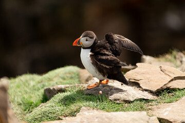 Puffin standing on rocks flapping wings at Noss Shetland Islands