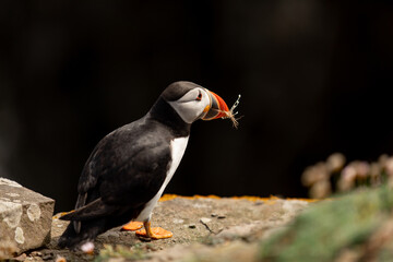 Puffin collecting grass Noss Cliffs Shetland Islands