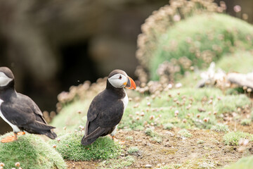 Puffin walking near flowers Noss Cliffs Shetland Islands