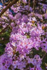 Dublin, Ireland - May 5 2024 "Beautiful morning at Dublin's Botanic Gardens"