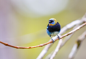 Golden Hooded Tanager perched on a tree