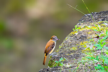 Bright Rumped Attila sitting on a rock