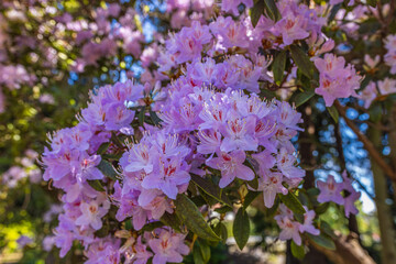 Dublin, Ireland - May 5 2024 "Beautiful morning at Dublin's Botanic Gardens"