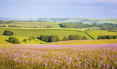 Fields of purple Lacy Phacelia on the south downs near Ditchling Brighton east Sussex south east England UK