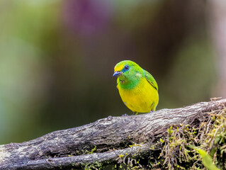 Blue Naped Chlorophonia perched on a tree stump