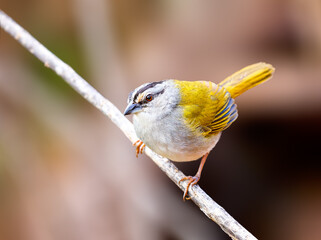 Black Striped Sparrow perched on a twig
