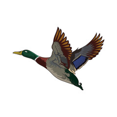 pintail duck hunting illustration logo vector image t shirt