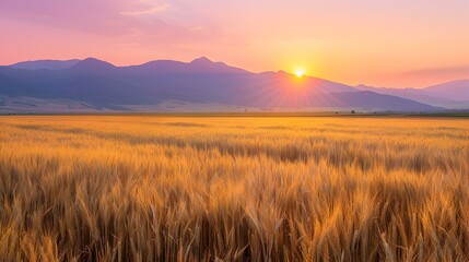 summer sunset a field 