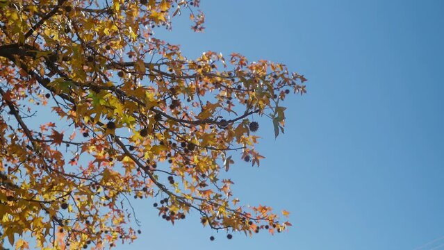 Low-angle view of sweet gum (Liquidambar styraciflua) autumn foliage.