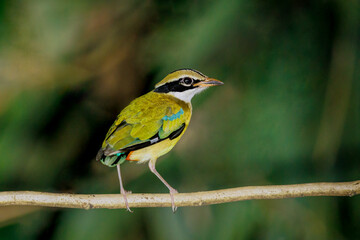 Indian Pitta perched on a tree branch right at sunset