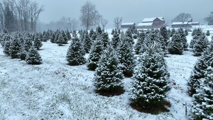 Christmas tree farm in USA during snow storm around holiday season. Aerial with snow flurries and pine trees at American farm. - Powered by Adobe
