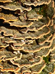 Road pass view to walkway and mountains. Rodopi in Summer.