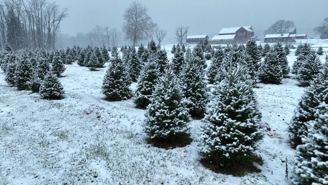 Christmas tree farm in USA during snow storm around holiday season. Aerial with snow flurries and pine trees at American farm.