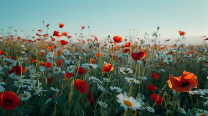 Obraz premium fields red poppies 