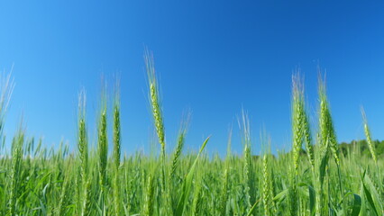Obraz premium Spikelets of wheat sway in wind. Famine in world. Beautiful blue sky. Low anlgle view. Harvest and harvesting concept.