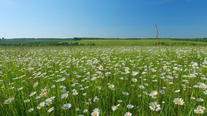 Field of flowers chamomile. Idyllic summer landscape with flowering white daisies and other herbs. Wide shot.