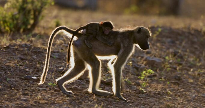 Female baboon walking with young baby clutching onto her back