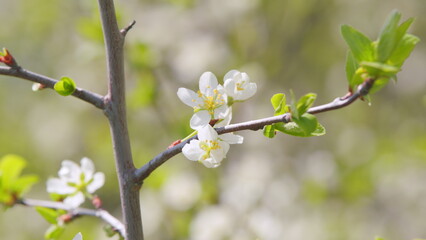 White blooming on a tree in early spring in the garden. White cherry flower with raindrops on the petals blooming. Slow motion.