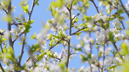 Spring garden. Cherry blossoms, trees swaying in the wind. Nature in springtime. Slow motion.