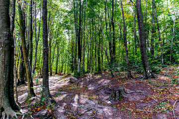 Colorful trees and leaves in autumn in the Montseny Natural Park in Barcelona, Spain