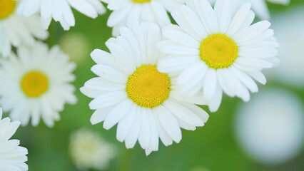 Fototapeta premium Daisy white yellow-eye flowers sway in the wind on a summer meadow. White and yellow flowers. Close up.