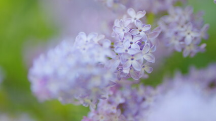 Purple lilac inflorescences are close up. Beautiful open. Spring natural background. Slow motion.